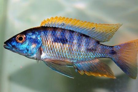 Malawi Cichlid for Sale